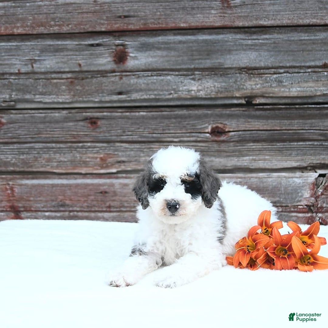 Miniature Poodle dogs for sale: Moe - Image 6