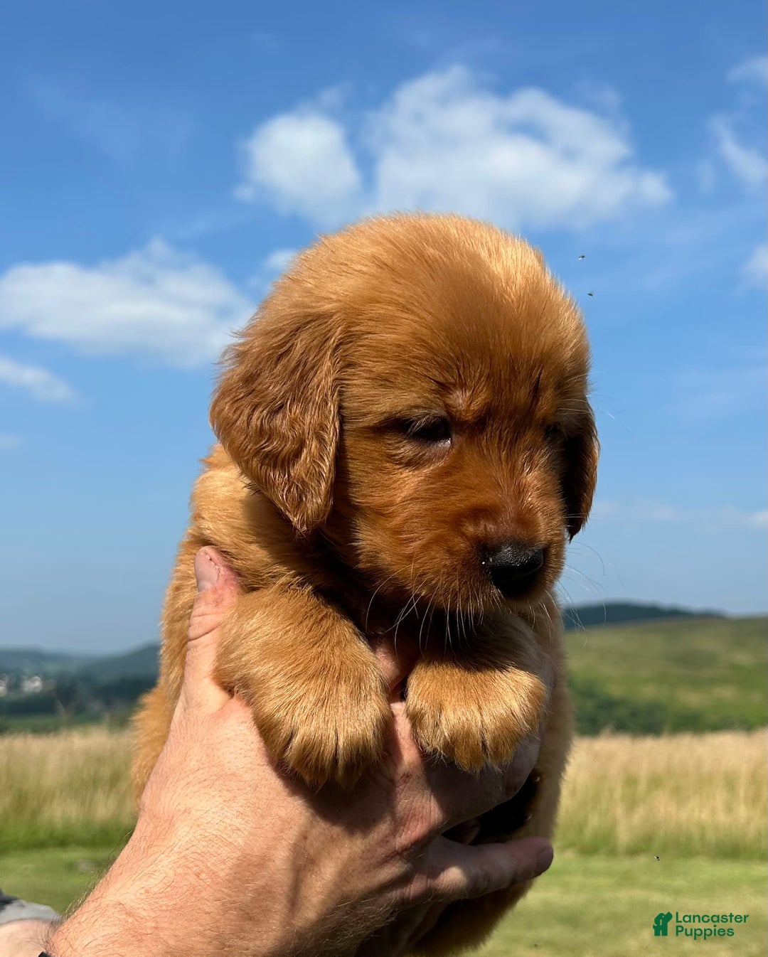 Golden Retriever dogs for sale: Honey - Image 1