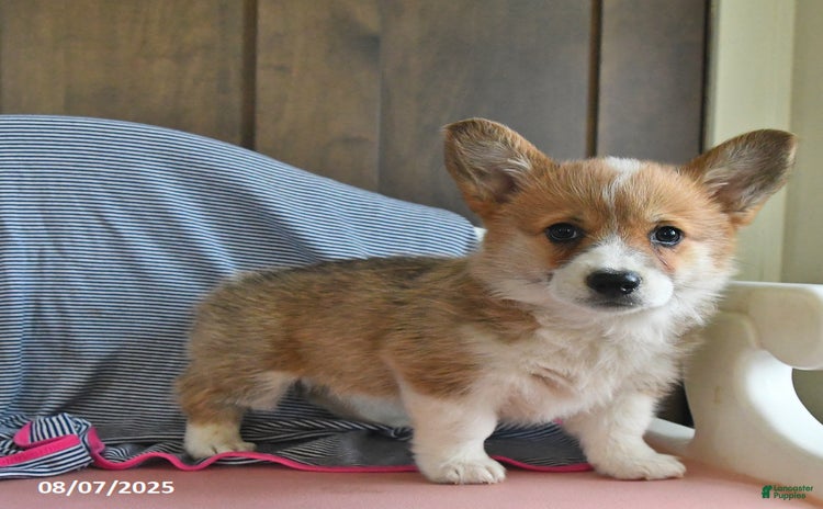 Welsh Corgi Pembroke dogs for sale - Ad 3