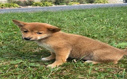 Shiba Inu dogs for sale: Izzy - Image 2