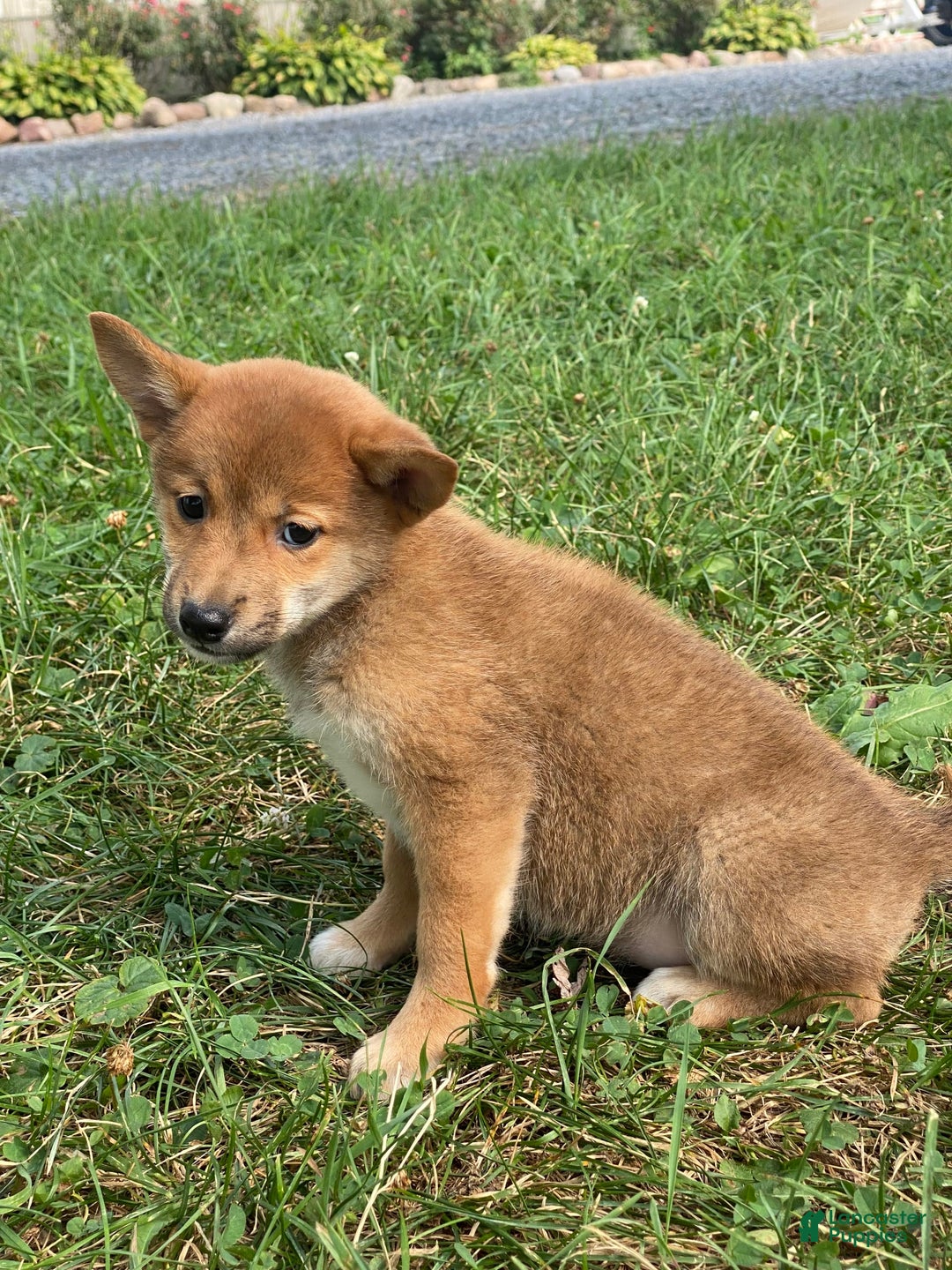 Shiba Inu dogs for sale: Izzy - Image 2