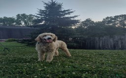 Aussiedoodle dogs for sale: Tammy - Image 11