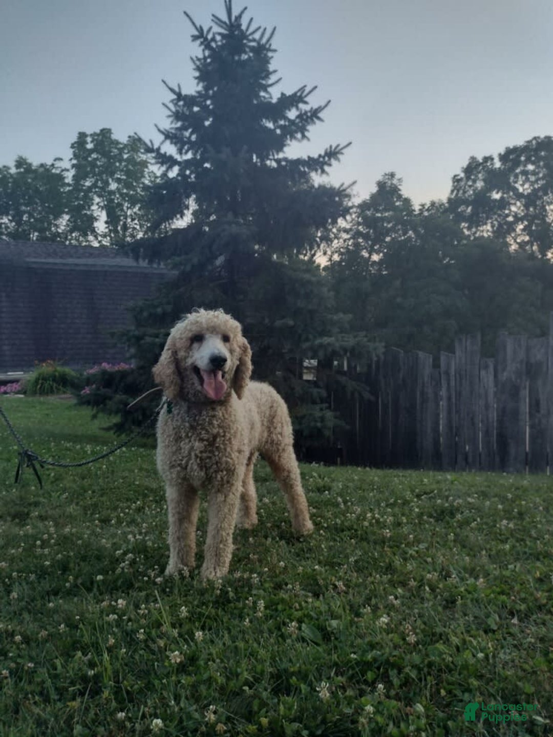 Aussiedoodle dogs for sale: Tammy - Image 11