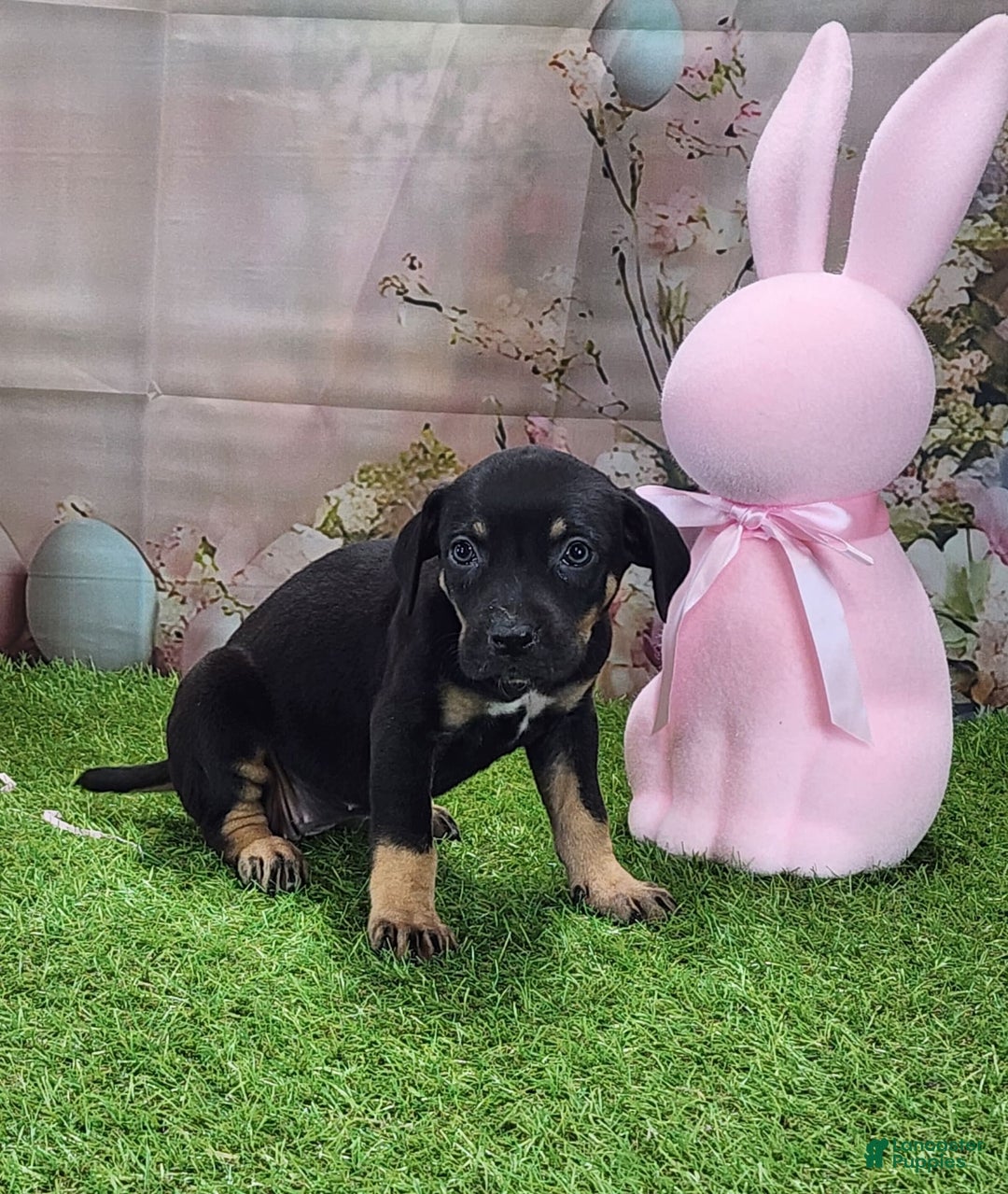 Catahoula Leopard Dog dogs for sale: Juliet 2025 F1 Catahoula Puppy - Image 5