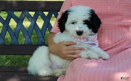 Mini Bernedoodle dogs for sale: Lennon - Image 32