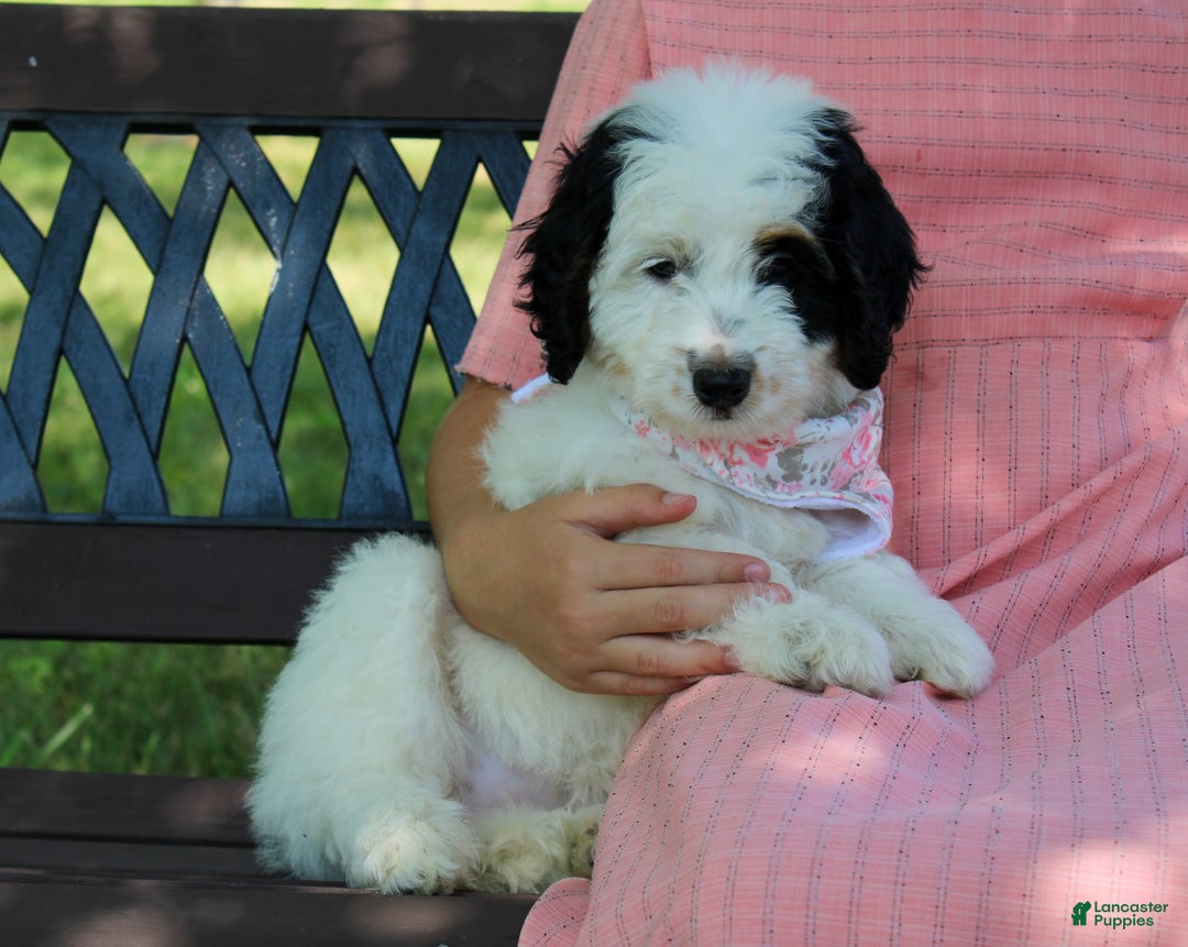 Mini Bernedoodle dogs for sale: Lennon - Image 32