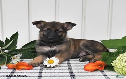 German Shepherd dogs for sale: Becky - Image 3