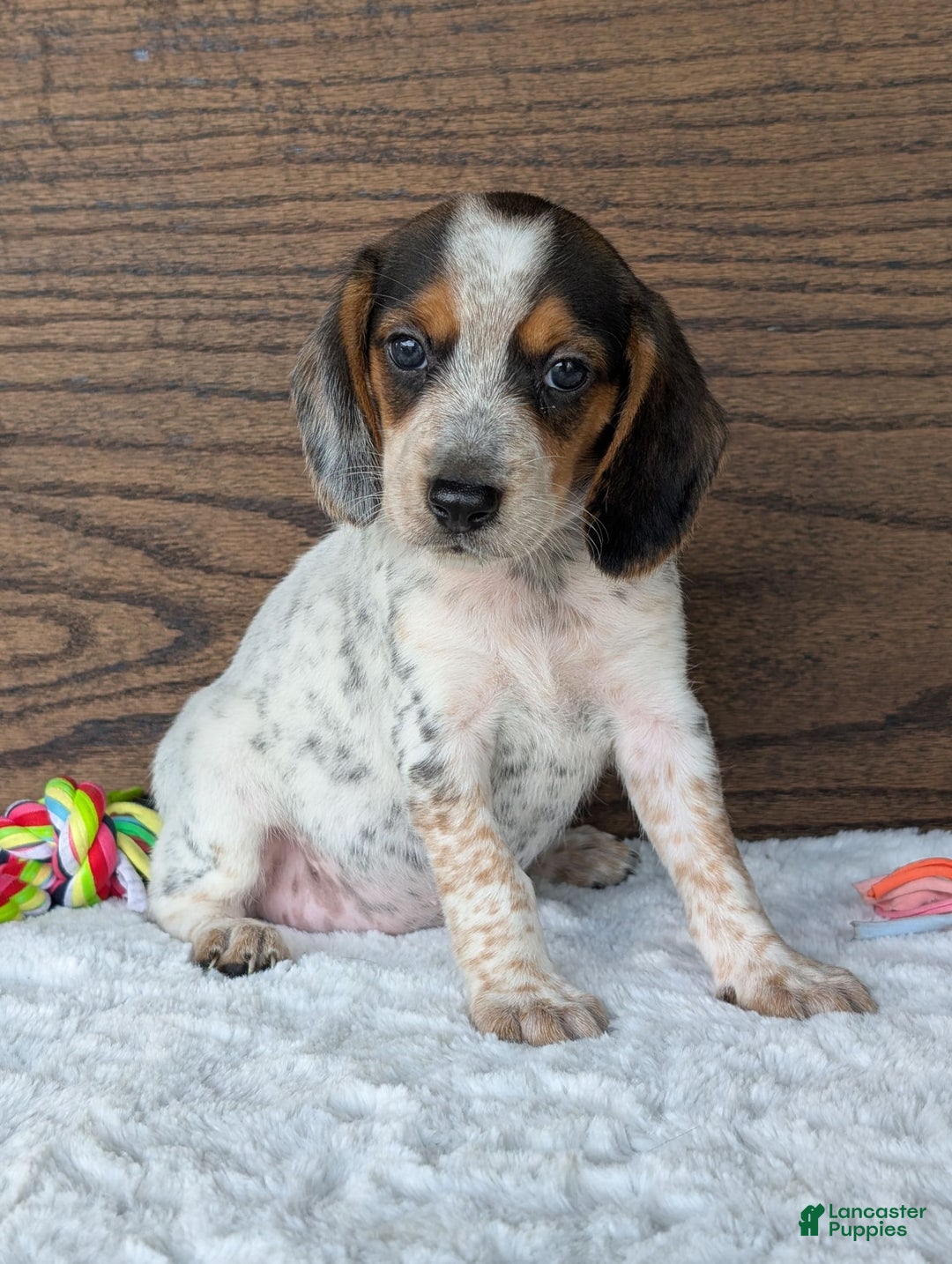 Beagle dogs for sale: Lexi - Image 7
