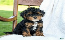 Havapoo dogs for sale: Pickles - Image 3
