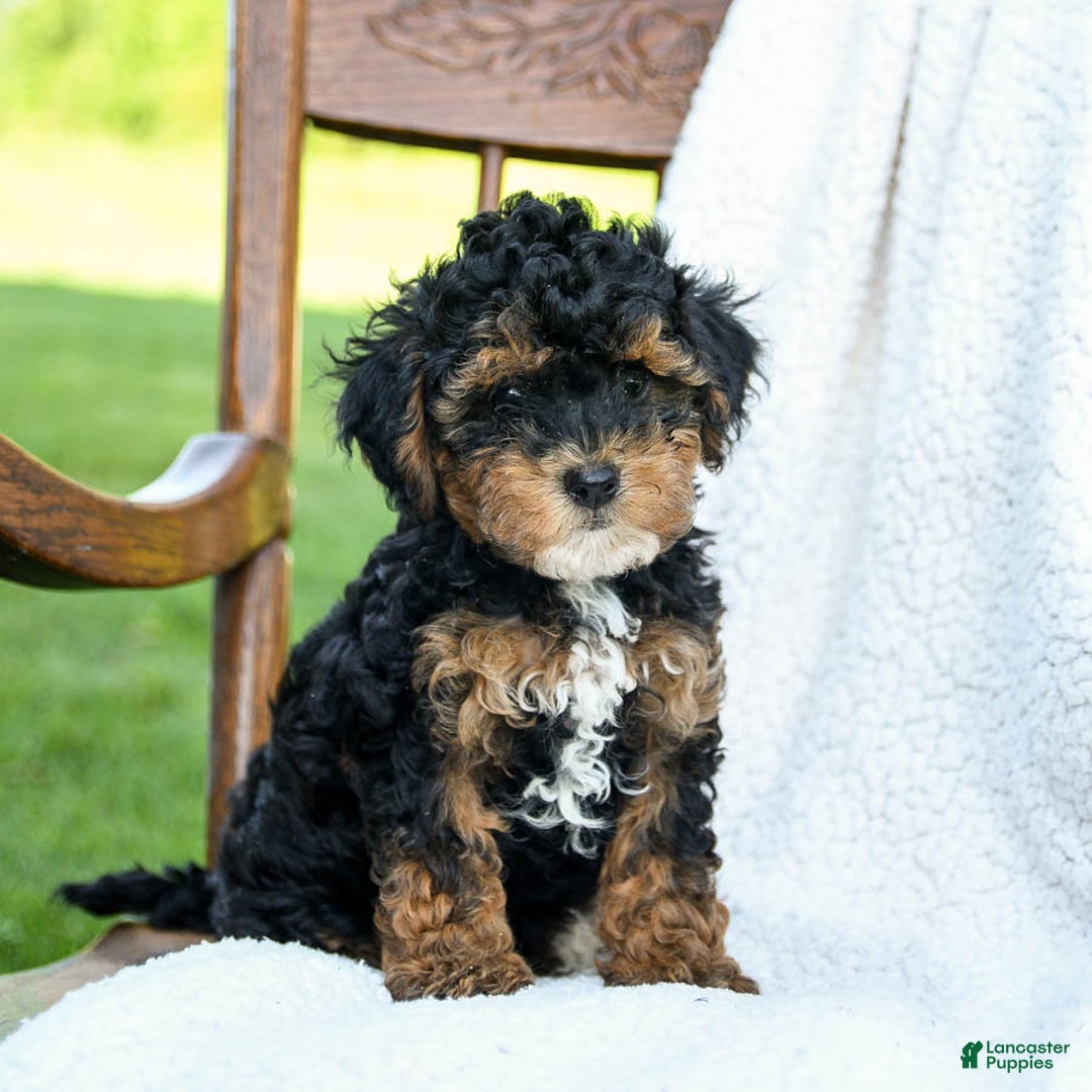 Havapoo dogs for sale: Pickles - Image 3