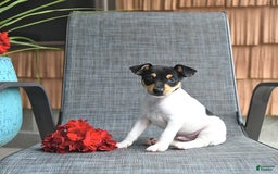 Toy Fox Terrier dogs for sale: Felix - Image 4