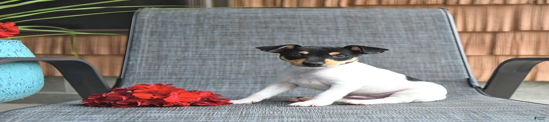 Felix