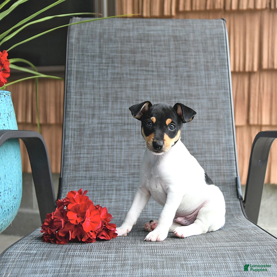 Toy Fox Terrier dogs for sale: Felix - Image 4