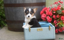 Welsh Corgi Pembroke dogs for sale: Annie - Image 4