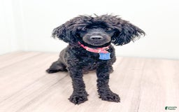 Yorkiepoo dogs for sale: Murphy - Image 6