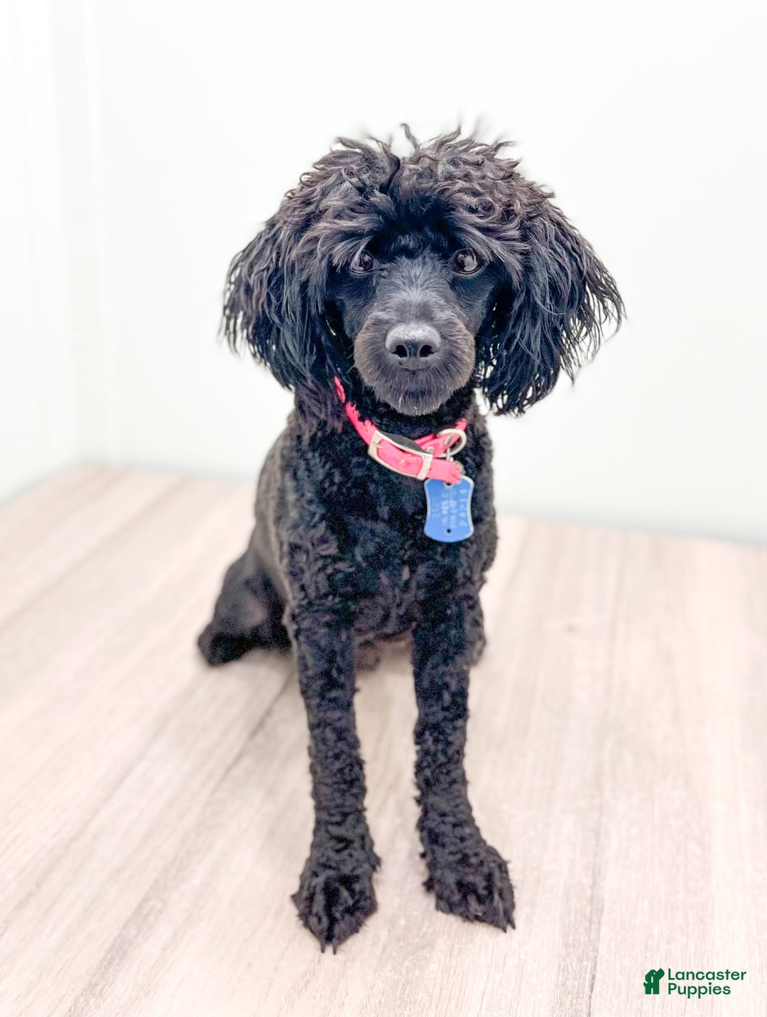 Yorkiepoo dogs for sale: Murphy - Image 6