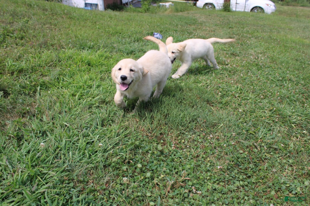 Golden Retriever dogs for sale: Costa - Image 3