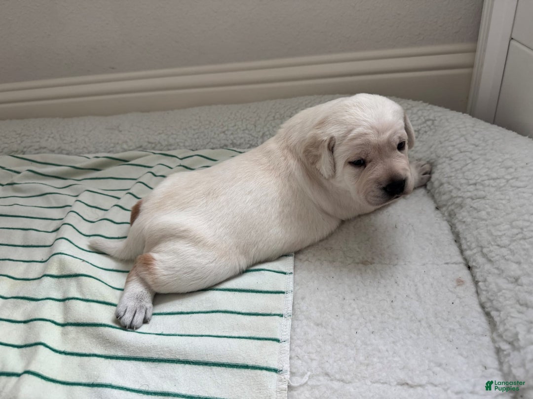 Labrador Retriever dogs for sale: Misty - Image 2