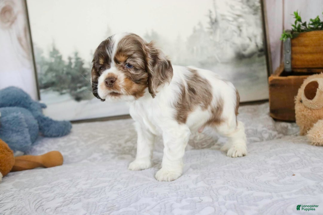 Cocker Spaniel dogs for sale: Beckham - Image 9