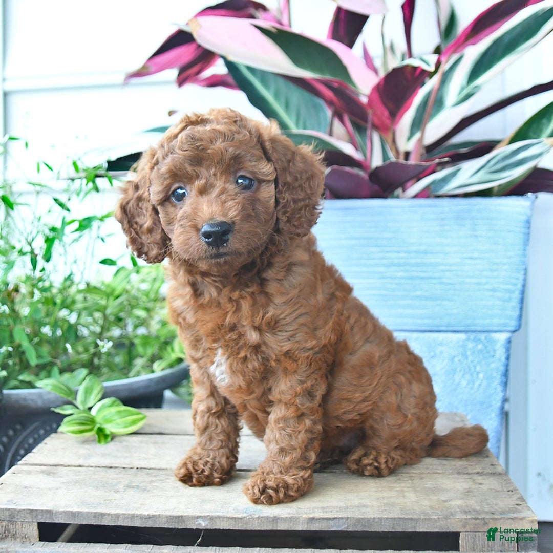 Mini Goldendoodle dogs for sale: Vanilla - Image 5