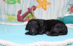 Mini Bernedoodle dogs for sale: Peter - Image 3