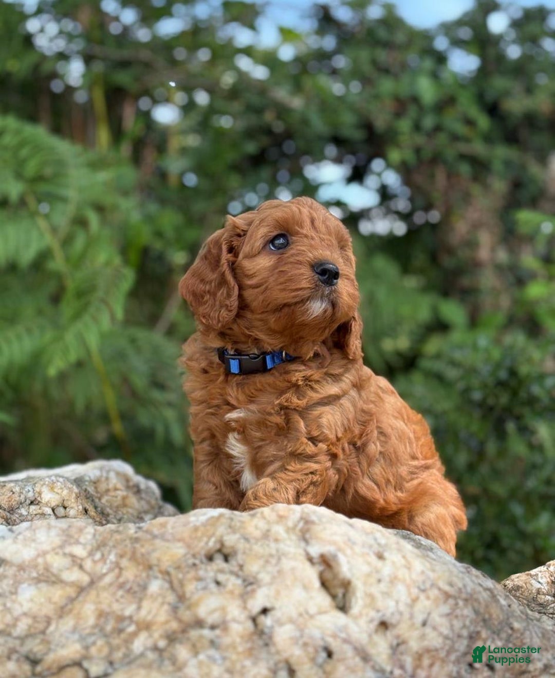 Cavapoo dogs for sale: Dave - Image 1