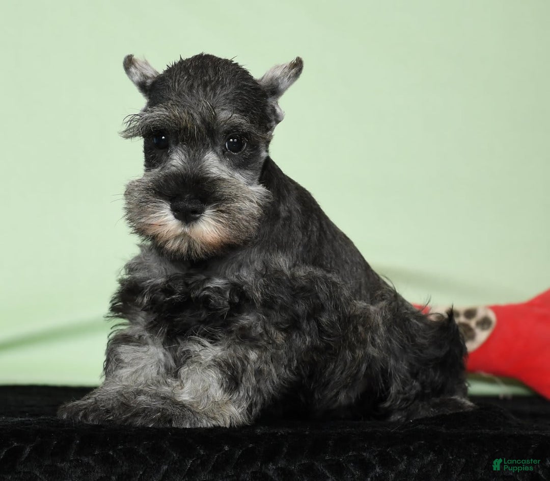 Miniature Schnauzer dogs for sale: Ike - Image 1