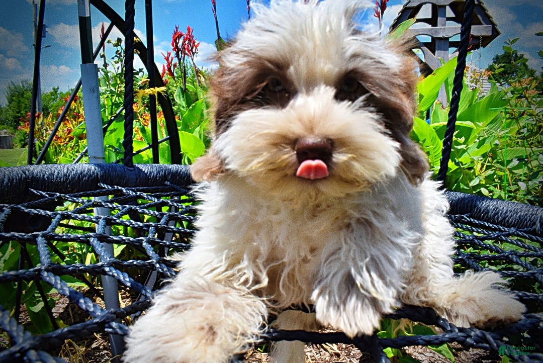 Havapoo dogs for sale: Vixen - Image 11