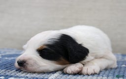 Mini Bernedoodle dogs for sale: Lennon - Image 9