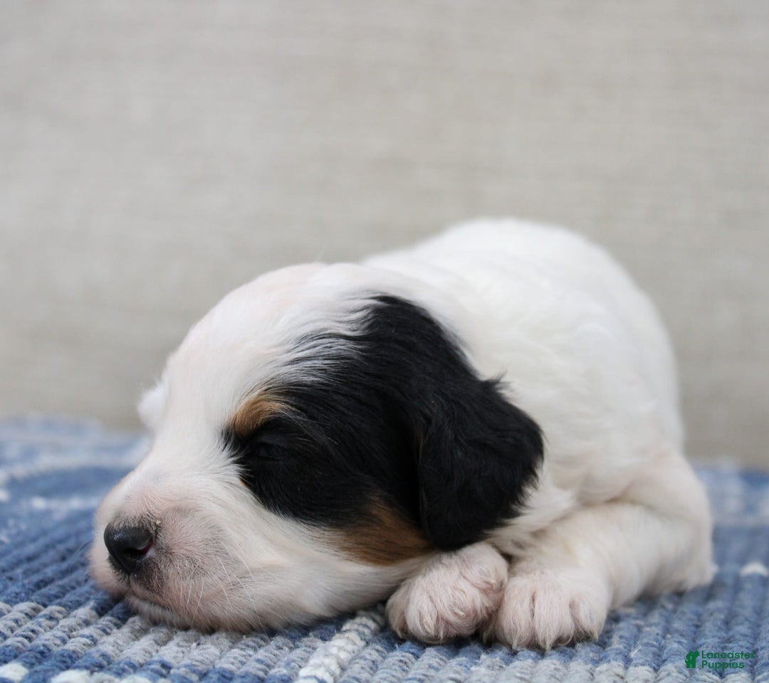 Mini Bernedoodle dogs for sale: Lennon - Image 9