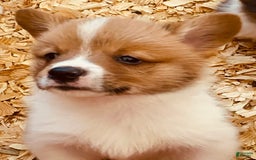 Welsh Corgi Pembroke dogs for sale: Red Boy - Image 10