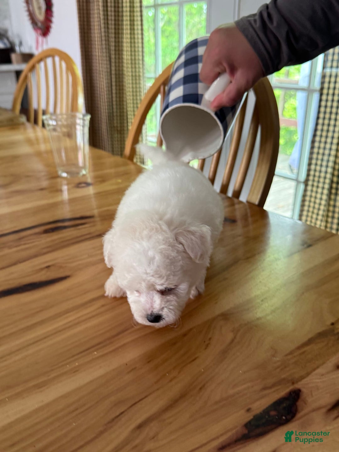 Bichon Frise dogs for sale: Prince - Image 10