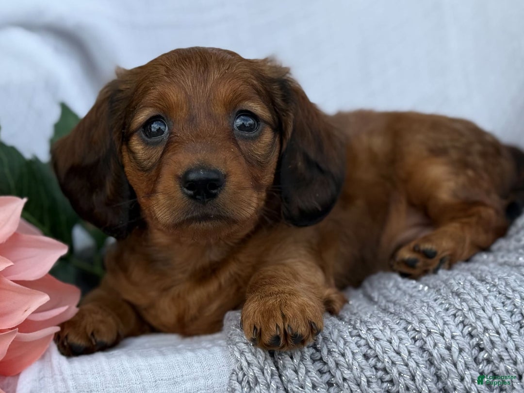 Miniature Dachshund dogs for sale: Max - Image 21