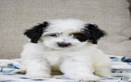 Mini Bernedoodle dogs for sale: Lennon - Image 28