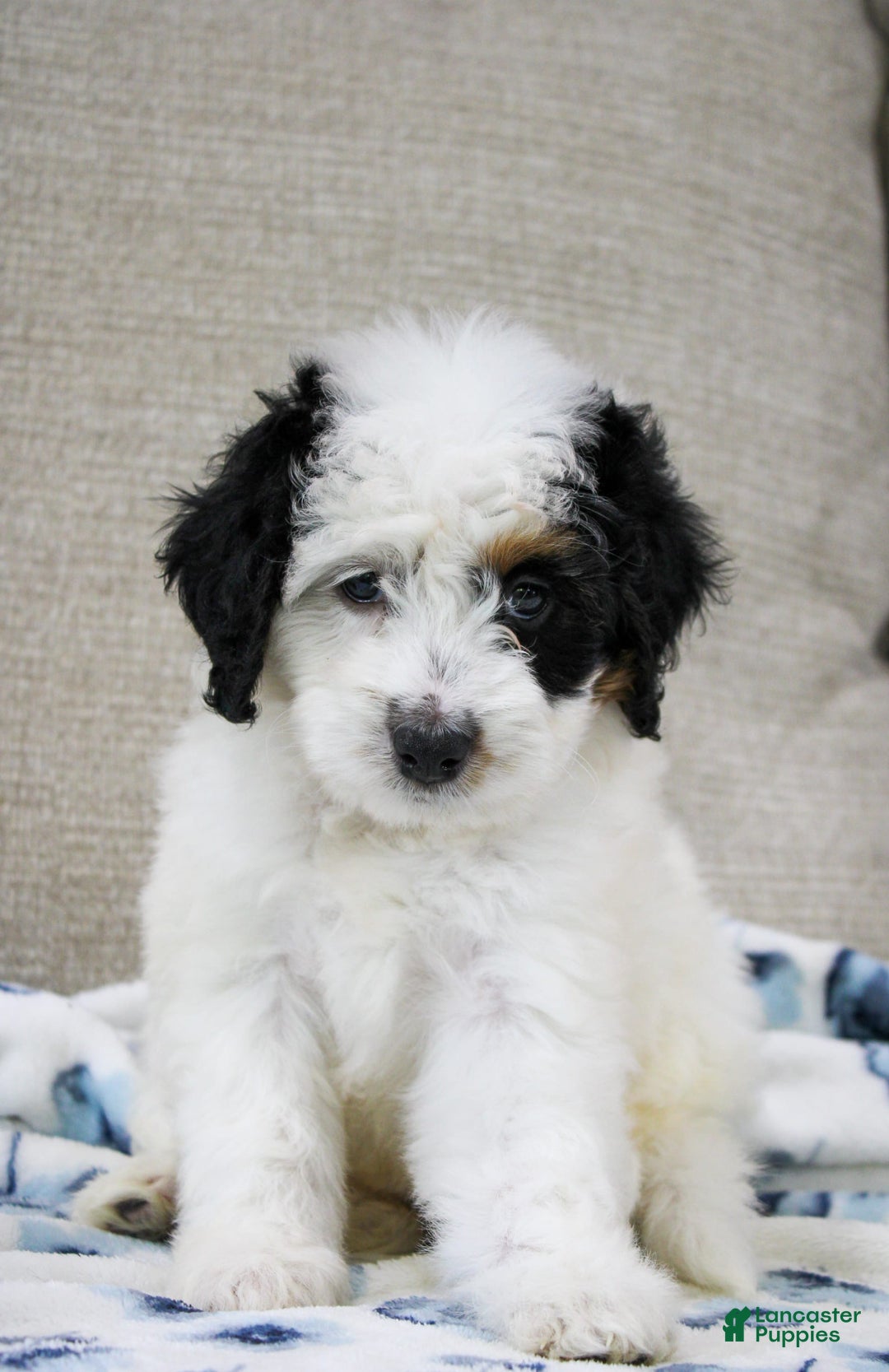 Mini Bernedoodle dogs for sale: Lennon - Image 28