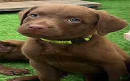 Chesapeake Bay Retriever dogs for sale: Female Yellow Collar - Image 3
