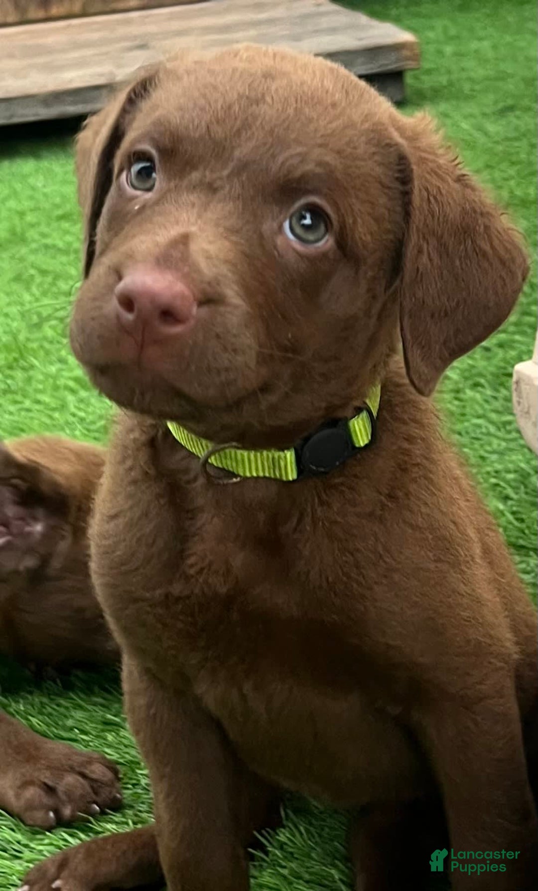 Chesapeake Bay Retriever dogs for sale: Female Yellow Collar - Image 3