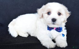 Maltipoo dogs for sale: Bingo - Image 6