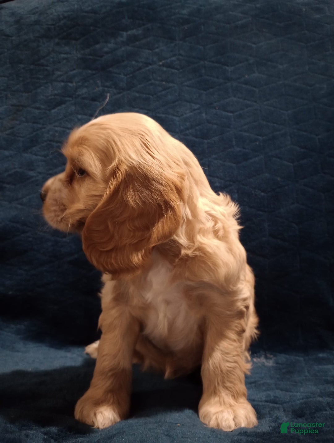 Cocker Spaniel dogs for sale: Tinka - Image 1