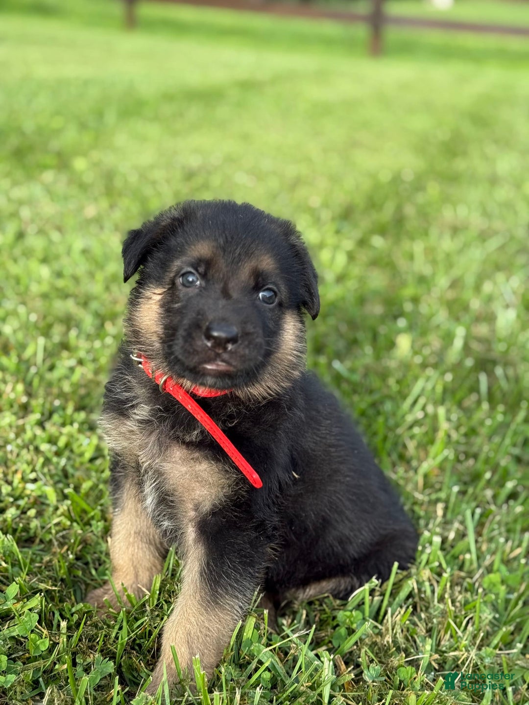 German Shepherd dogs for sale: Red - Image 14