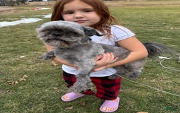 Shih Tzu dogs for sale: Stella Pups - Image 11