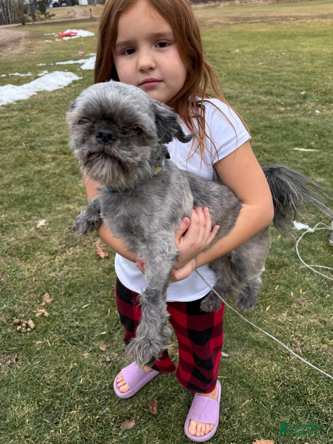 Shih Tzu dogs for sale: Stella Pups - Image 11