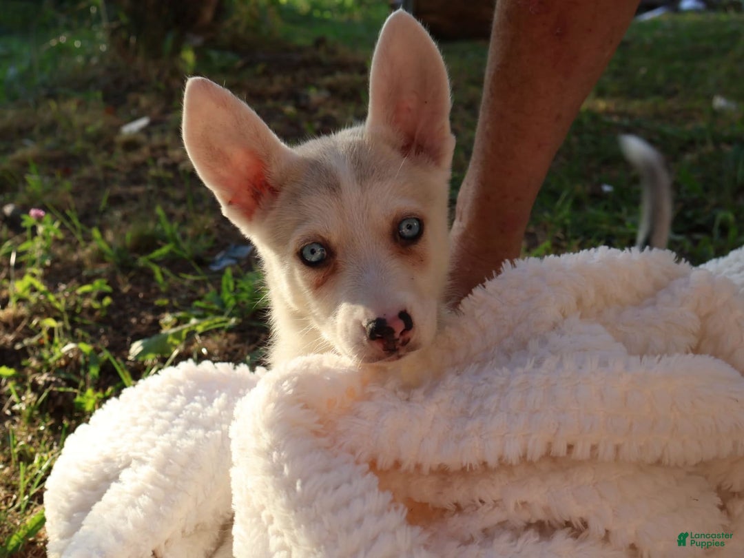Gerberian Shepsky dogs for sale: Princess - Image 5