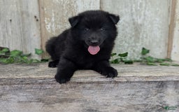 categoriesInfo:categoryAttributeOptions.pets.dogs.breed.belgianGroenendael dogs for sale: Jasper - Image 6