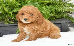 Mini Goldendoodle dogs for sale: Vance - Image 17