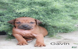 Rhodesian Ridgeback dogs for sale: Gavin - Image 2