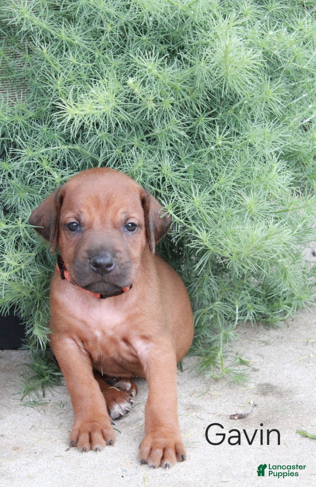 Rhodesian Ridgeback dogs for sale: Gavin - Image 2