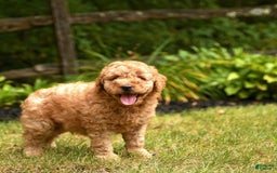 Mini Goldendoodle dogs for sale: Rover - Image 5