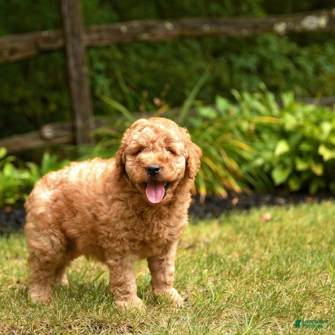 Mini Goldendoodle dogs for sale: Rover - Image 5
