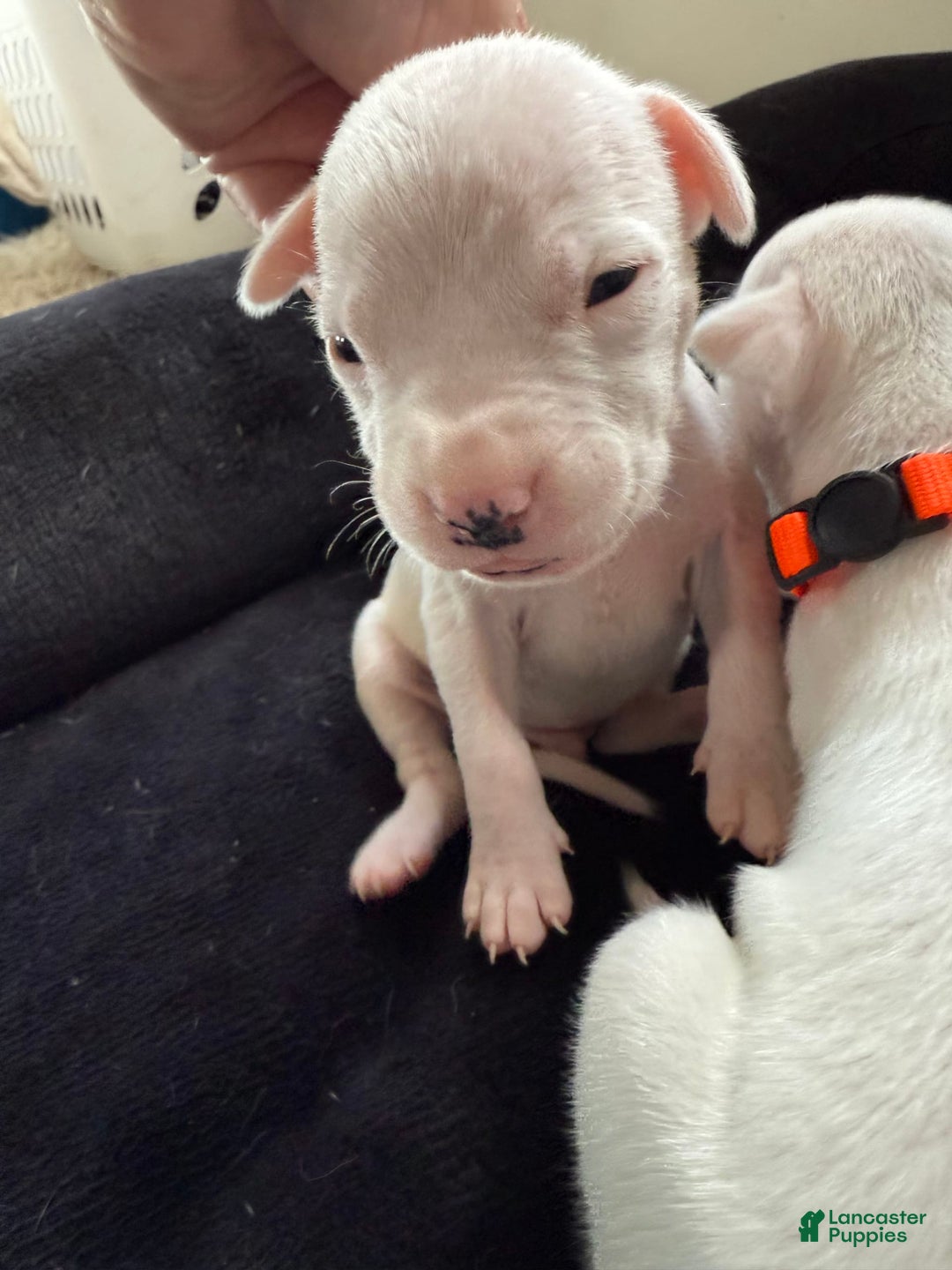 Dogo Argentino dogs for sale: M6 - Image 3